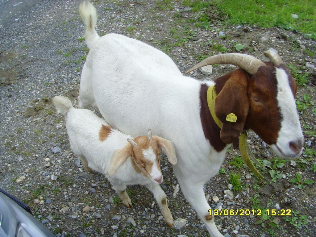 Fusch an der Grossglocknerstrasse Feriendorf Ponyhof酒店 外观 照片